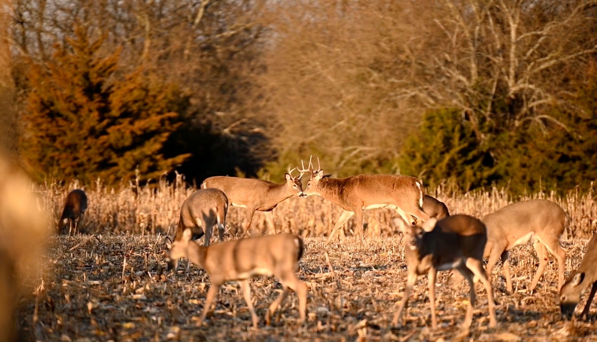 Herd Management